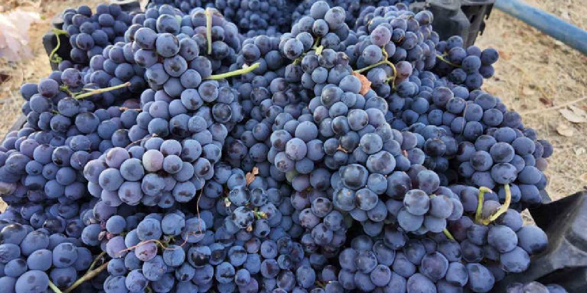 ercis-uzumunun-bag-bozumu-2