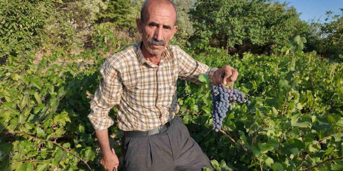 ercis-uzumunun-bag-bozumu-3