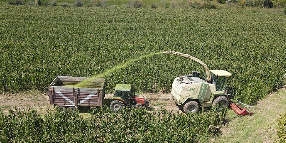 erzincanda-silajlik-misir-hasadi-1