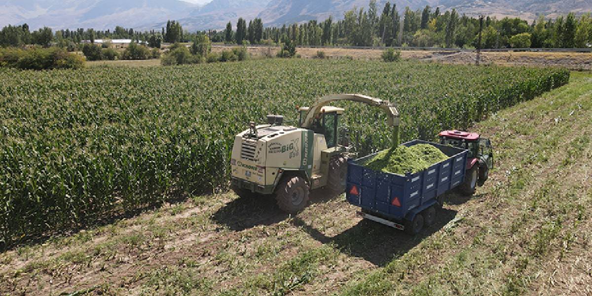 erzincanda-silajlik-misir