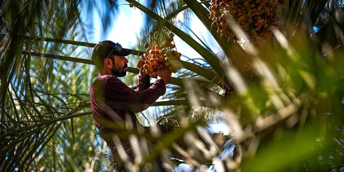 irakta-hurma-hasadi-1