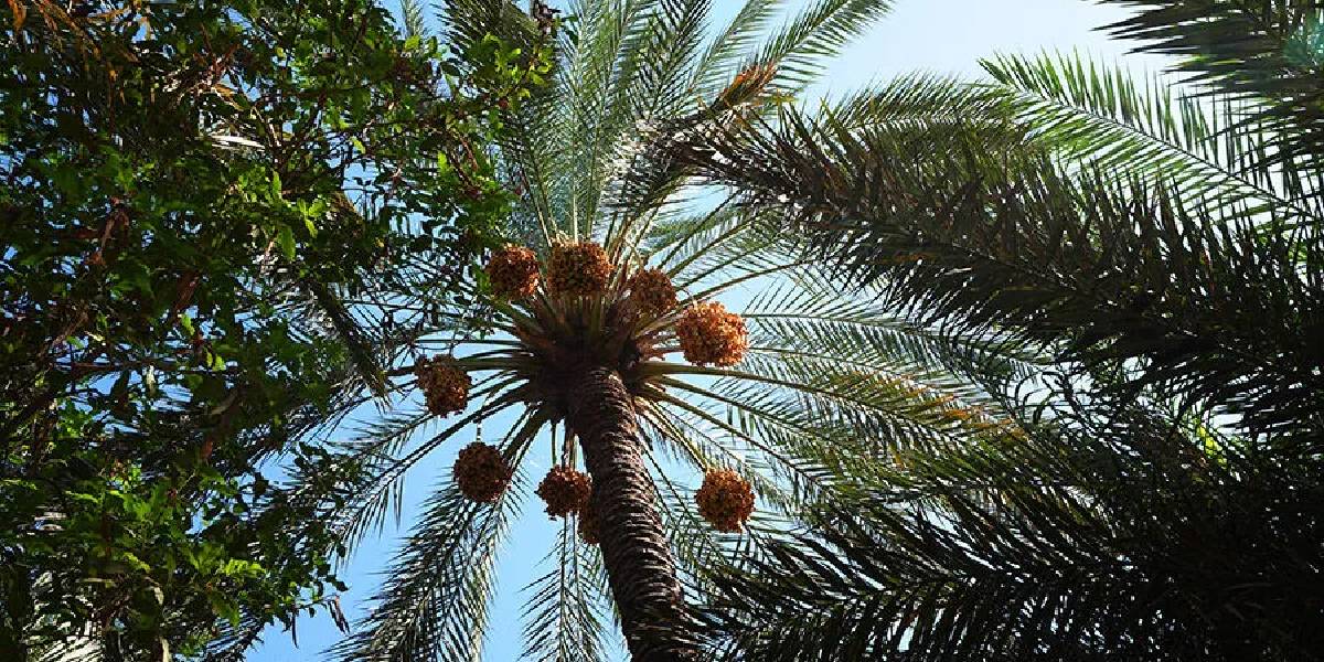 irakta-hurma-hasadi-2