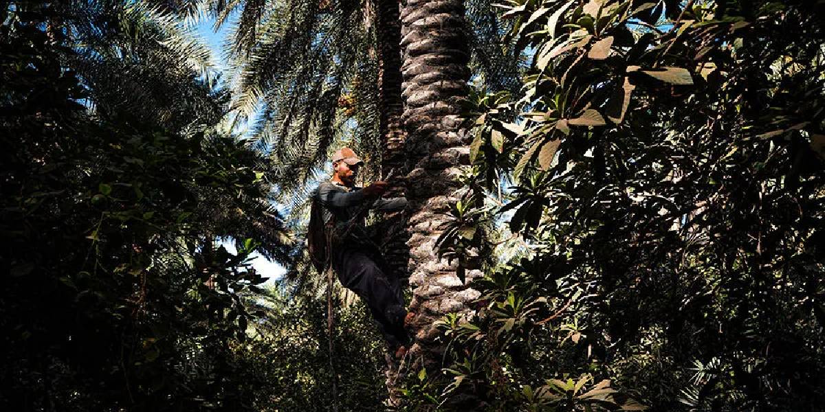 irakta-hurma-hasadi-3