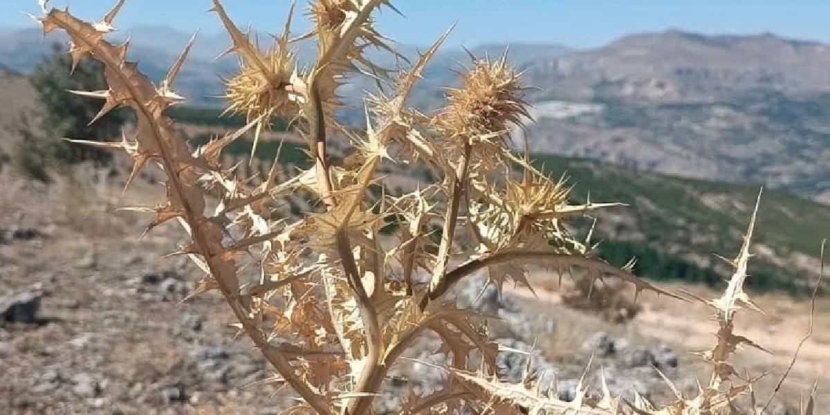 malatya-kenger-bitkisi-1