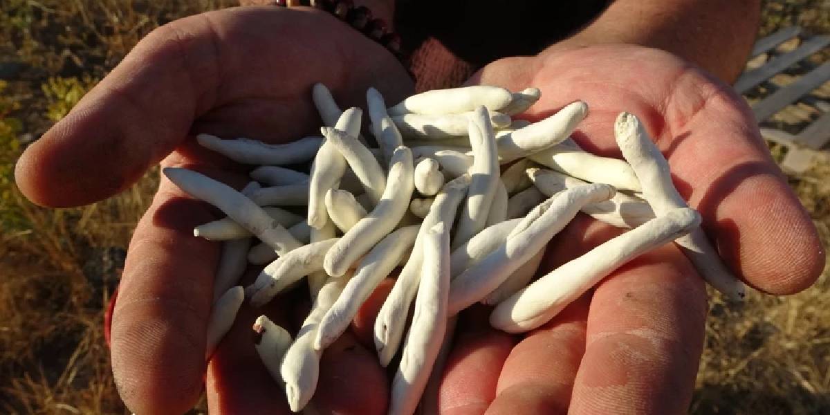 malatya-kenger-bitkisi-2