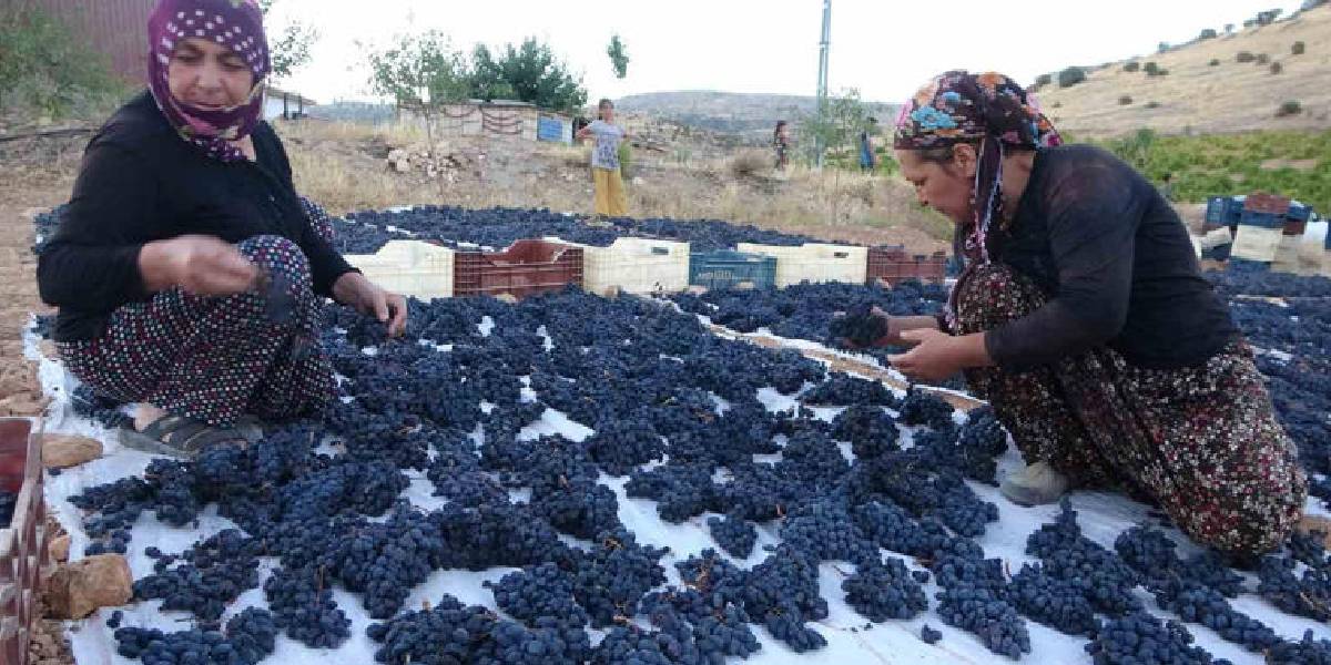 malatyada-kurutmalik-kayisi-1