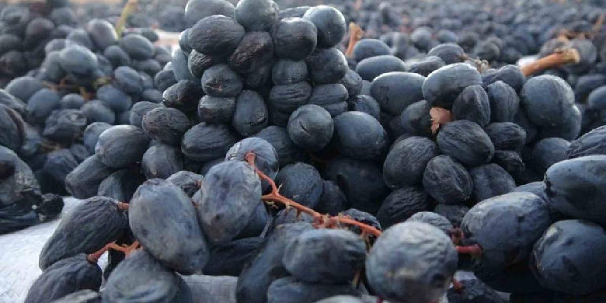 malatyada-kurutmalik-kayisi-2