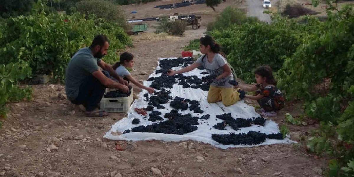 malatyada-kurutmalik-kayisi-3