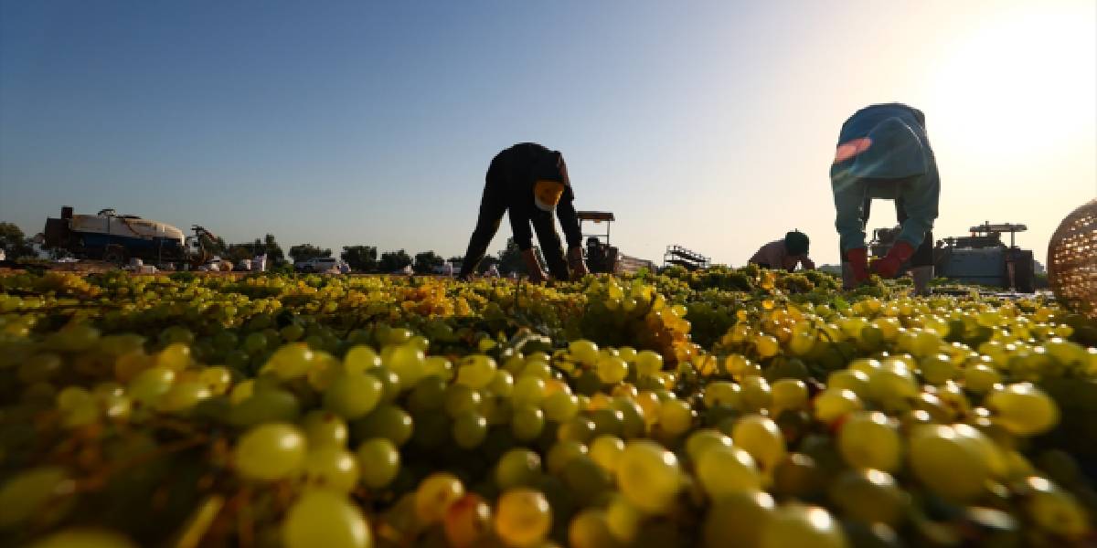 manisada-uzum-hasadi-1