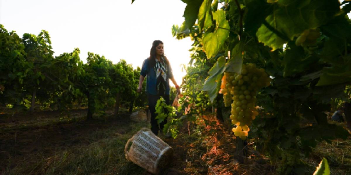 manisada-uzum-hasadi-2