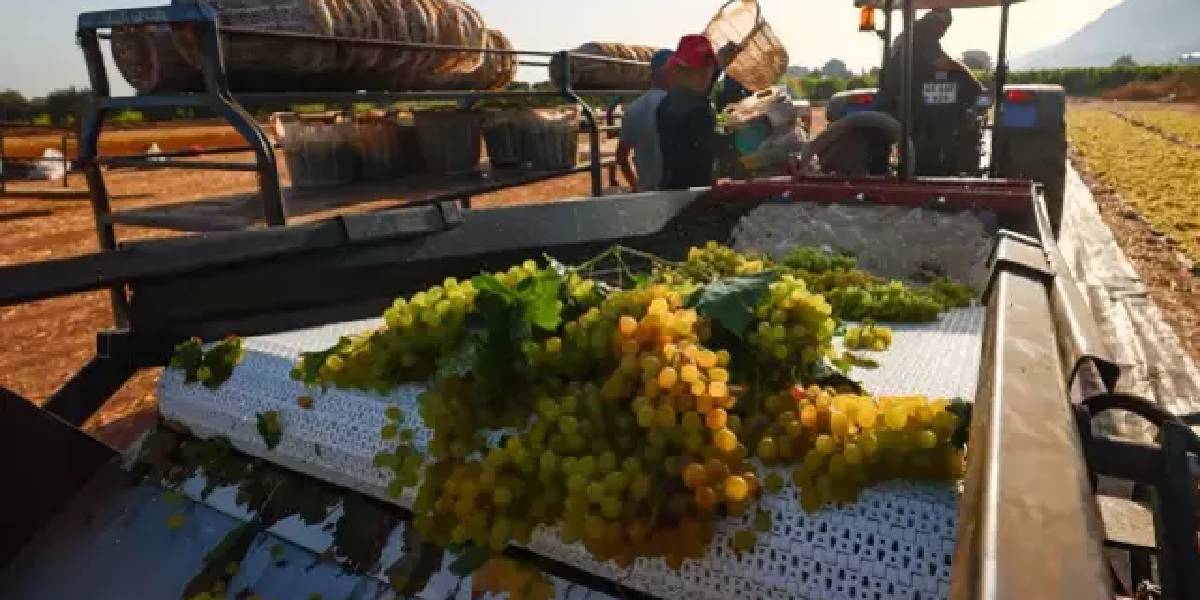 manisada-uzum-hasadi-3