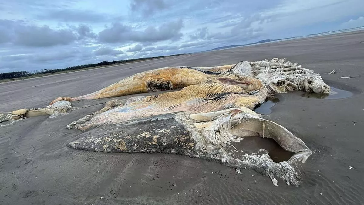 resim-2025-09-05-015932950-001