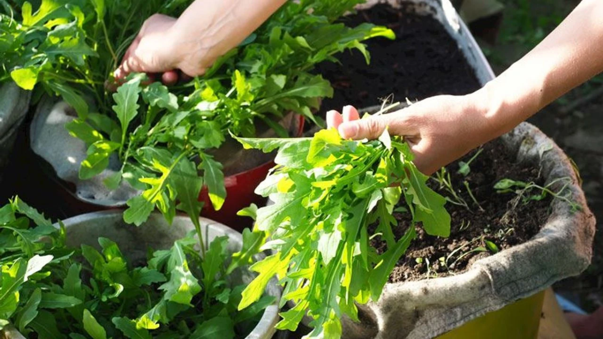 resim-2025-09-05-150728663