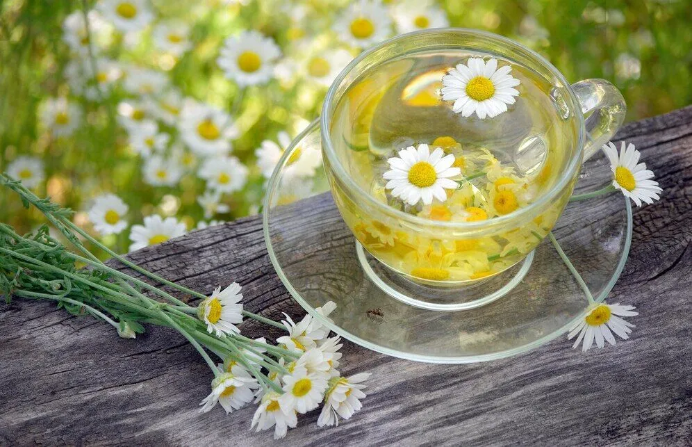 papatya-cayinin-faydalari1