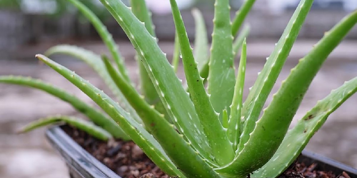 aloe-vera
