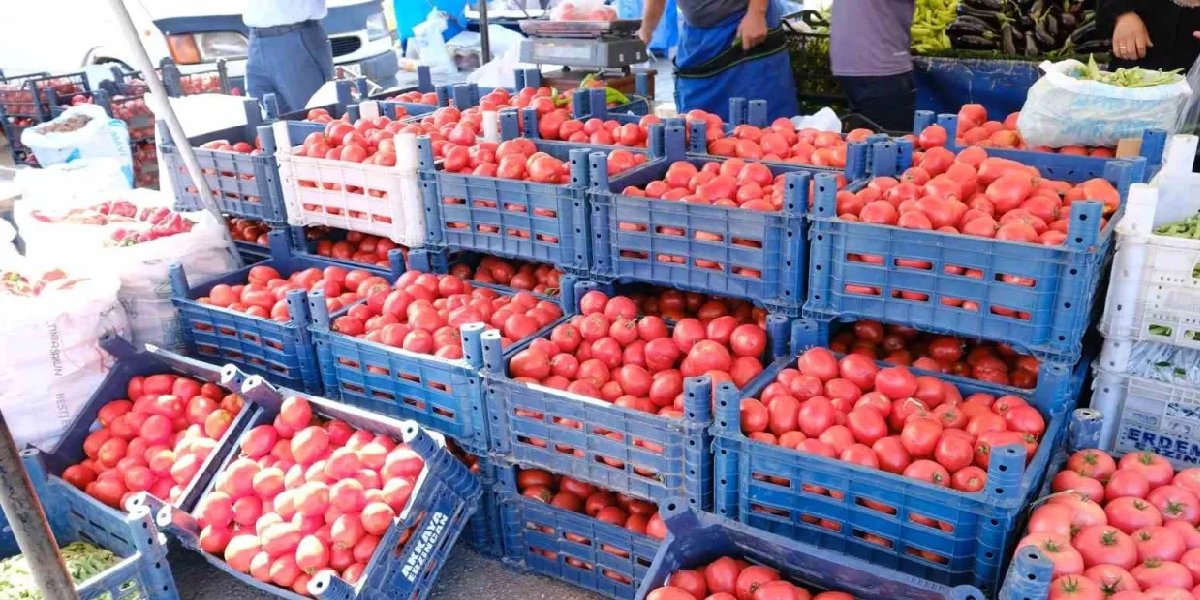 domates-erzincan-kislik