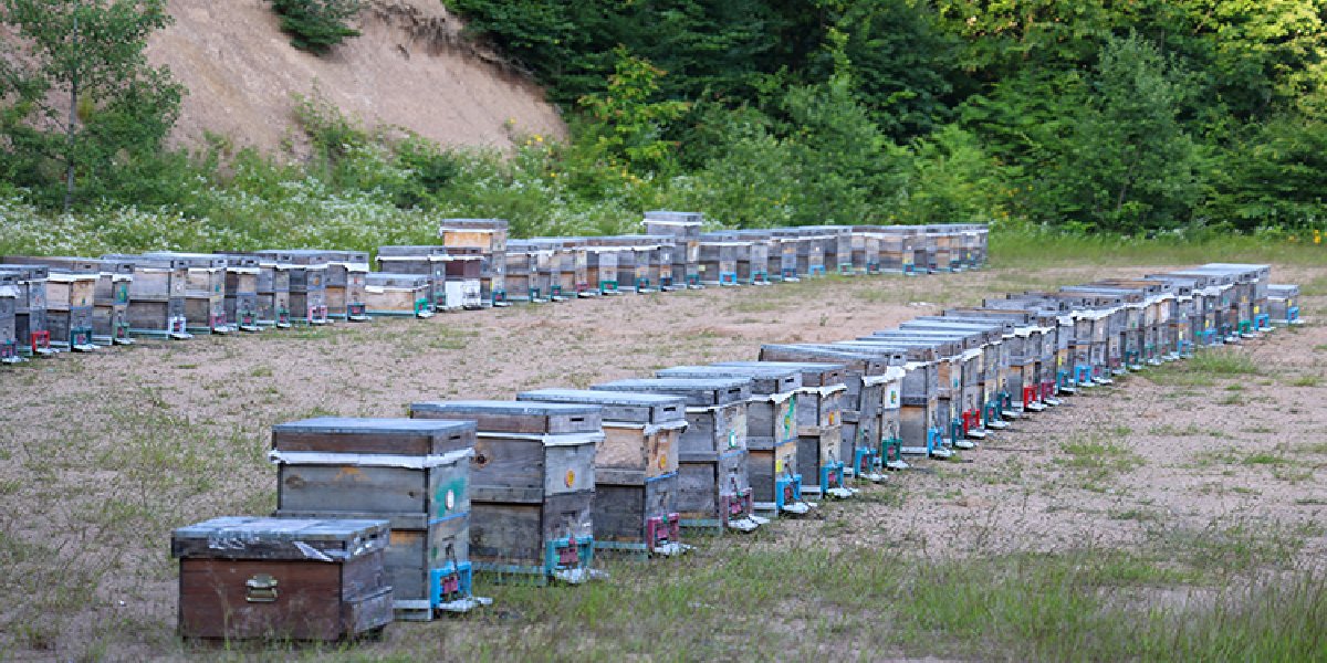 muhammet-bayraktar-kestane-bali