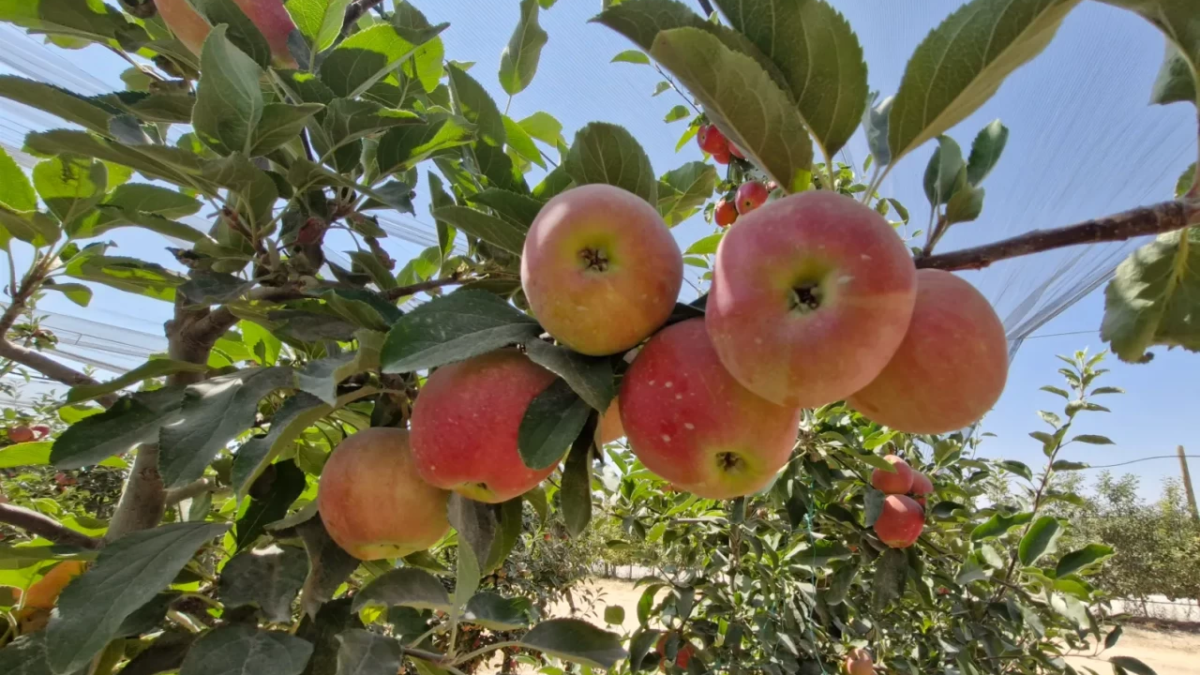 resim-2025-09-07-015523949