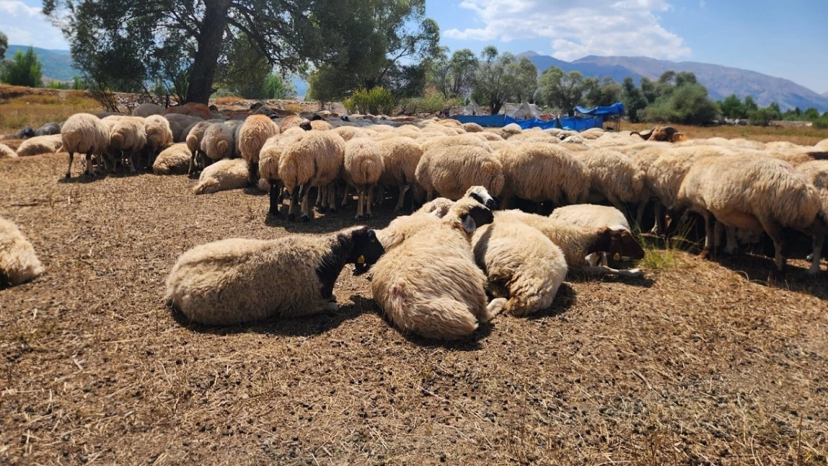 resim-2025-09-07-113737947