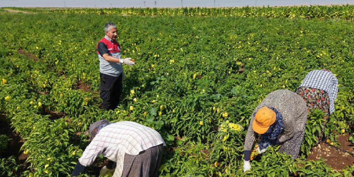 abdulkadir-akkan-biber