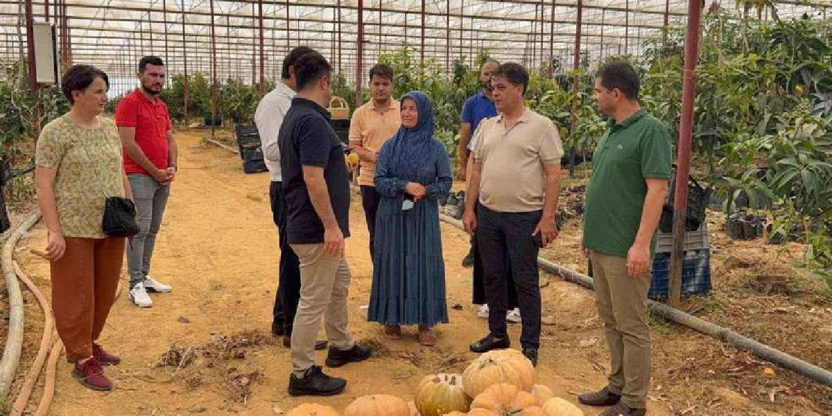 antalyada-mango-hasadi-1