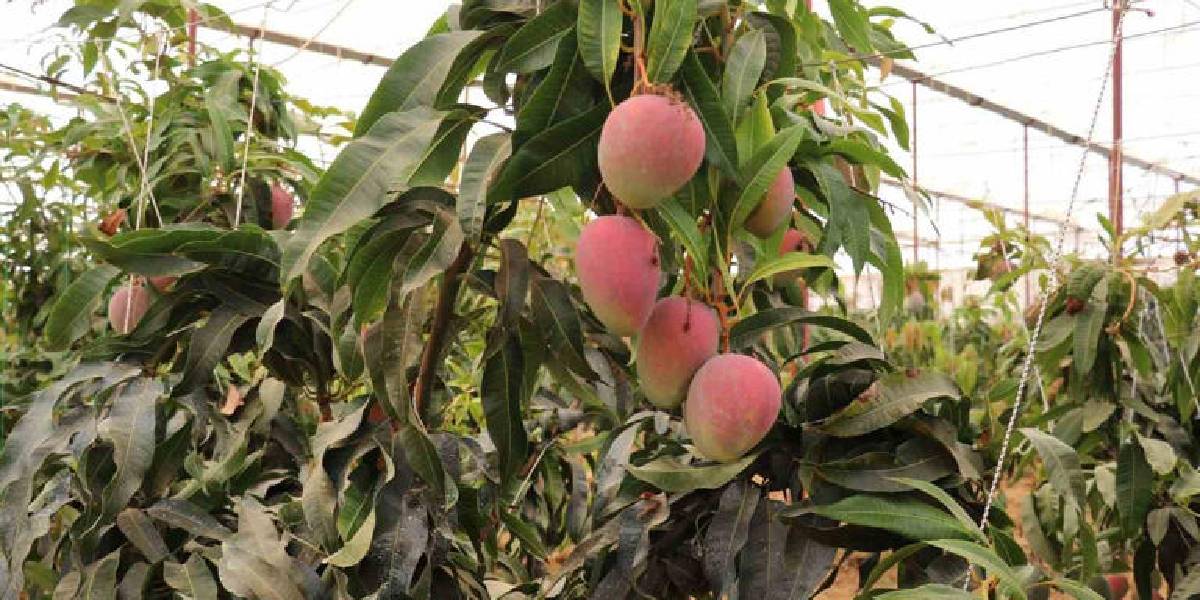 antalyada-mango-hasadi-3