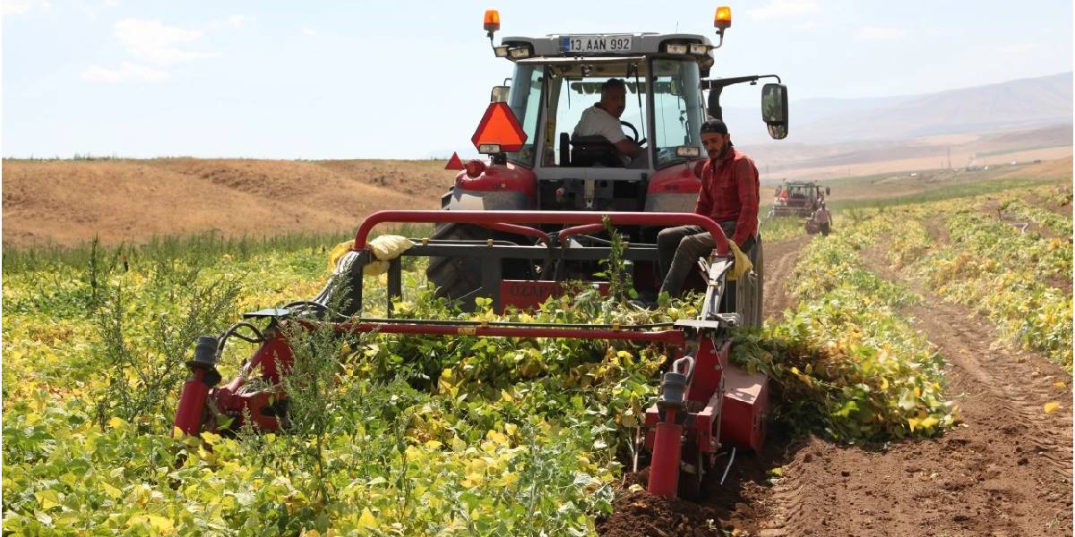 bitliste-kurufasulye-hasadi-basladi-1