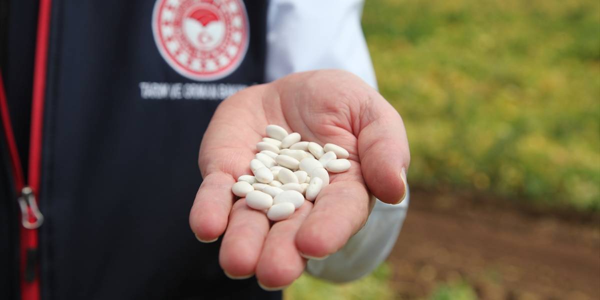 bitliste-kurufasulye-hasadi-basladi-2