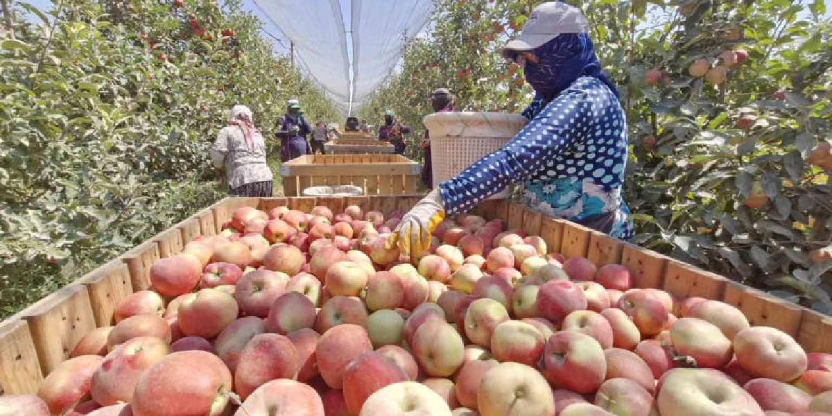 karamanda-elma-hasadi-1