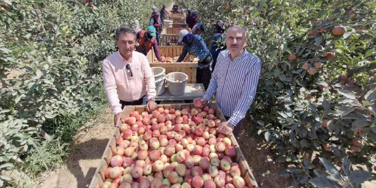 karamanda-elma-hasadi-2