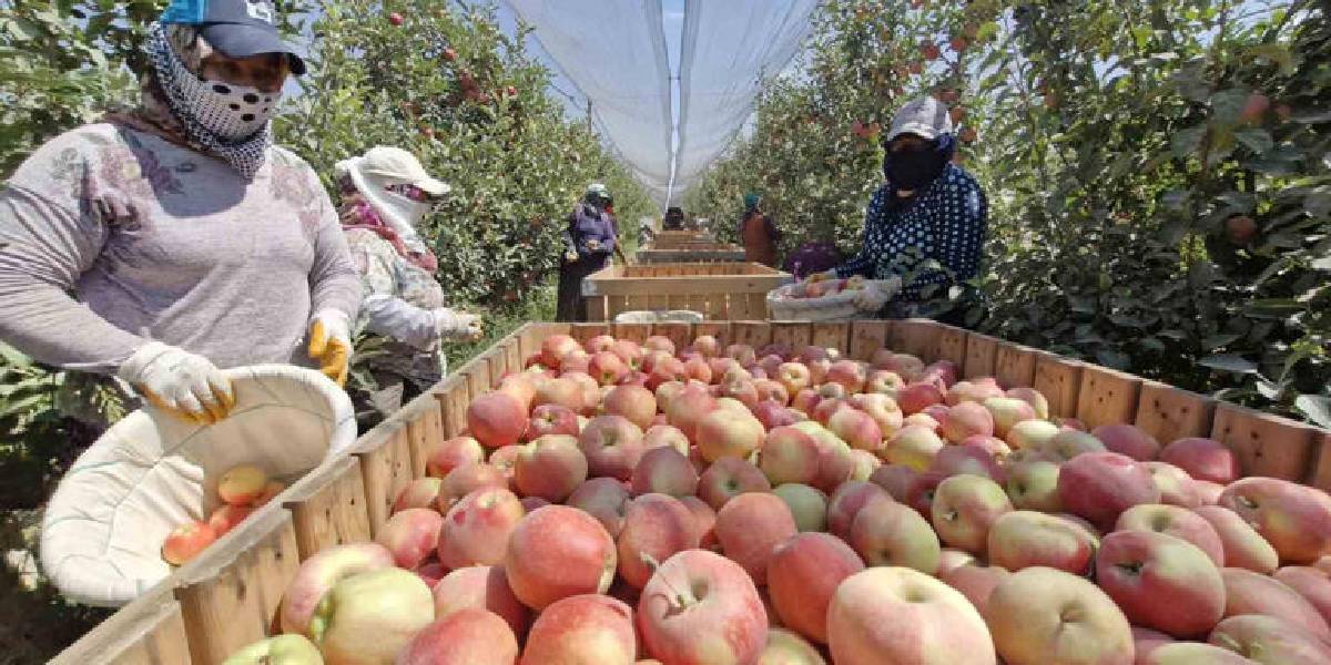 karamanda-elma-hasadi-3