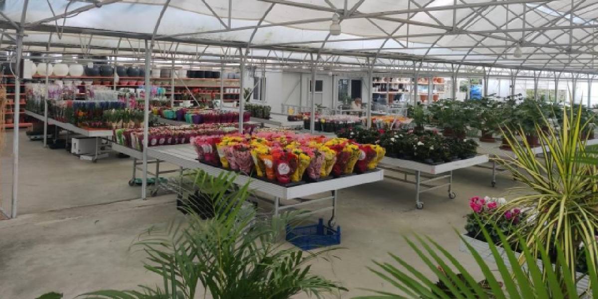 rizede-kaktus-yetistiren-2