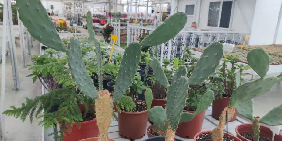 rizede-kaktus-yetistiren-3