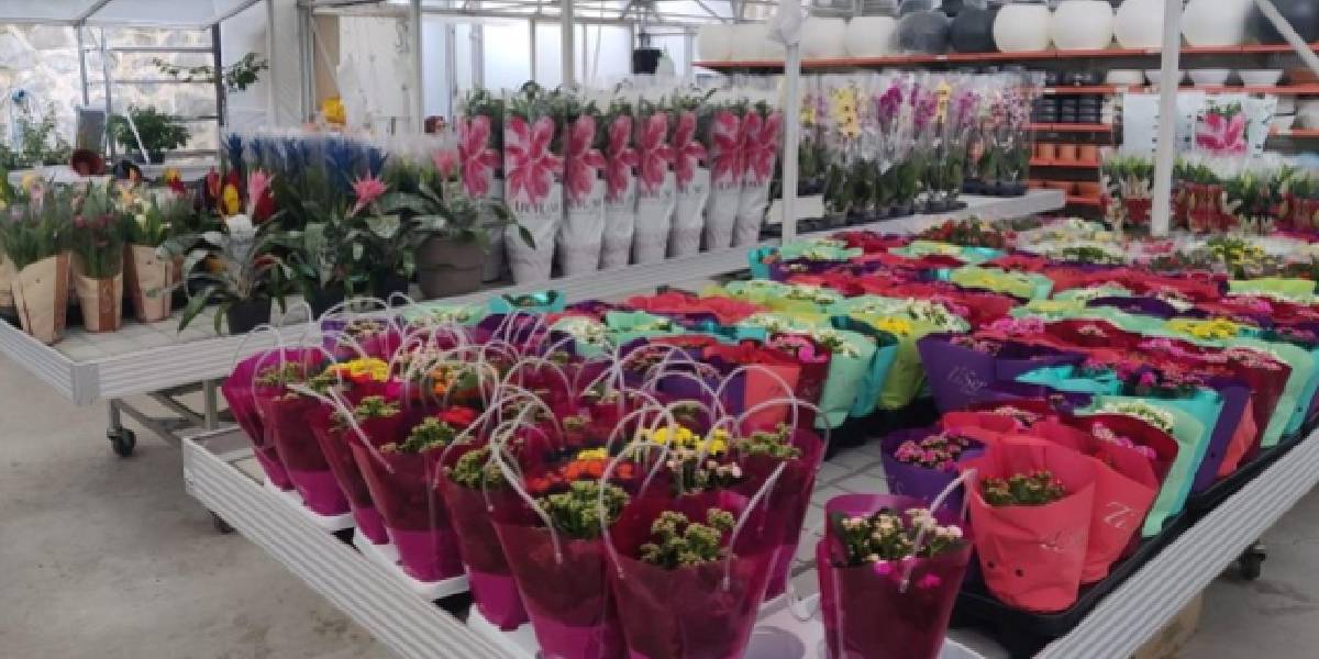 rizede-kaktus-yetistiren-4