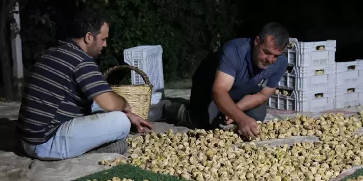 incir-kurutma-mesaisi