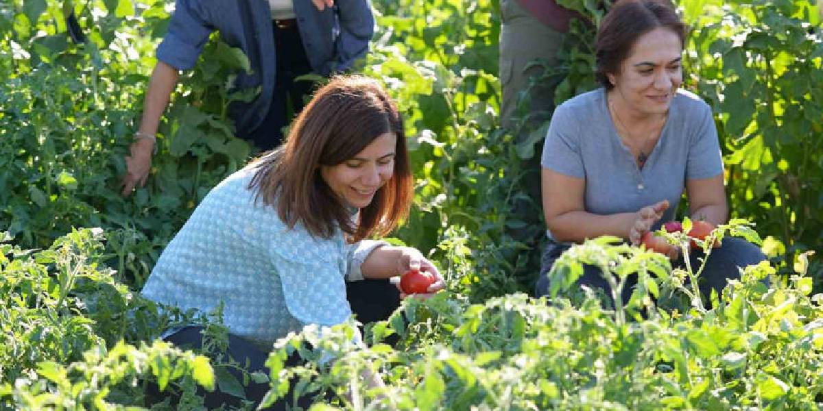 diyarbakirda-yerel-1