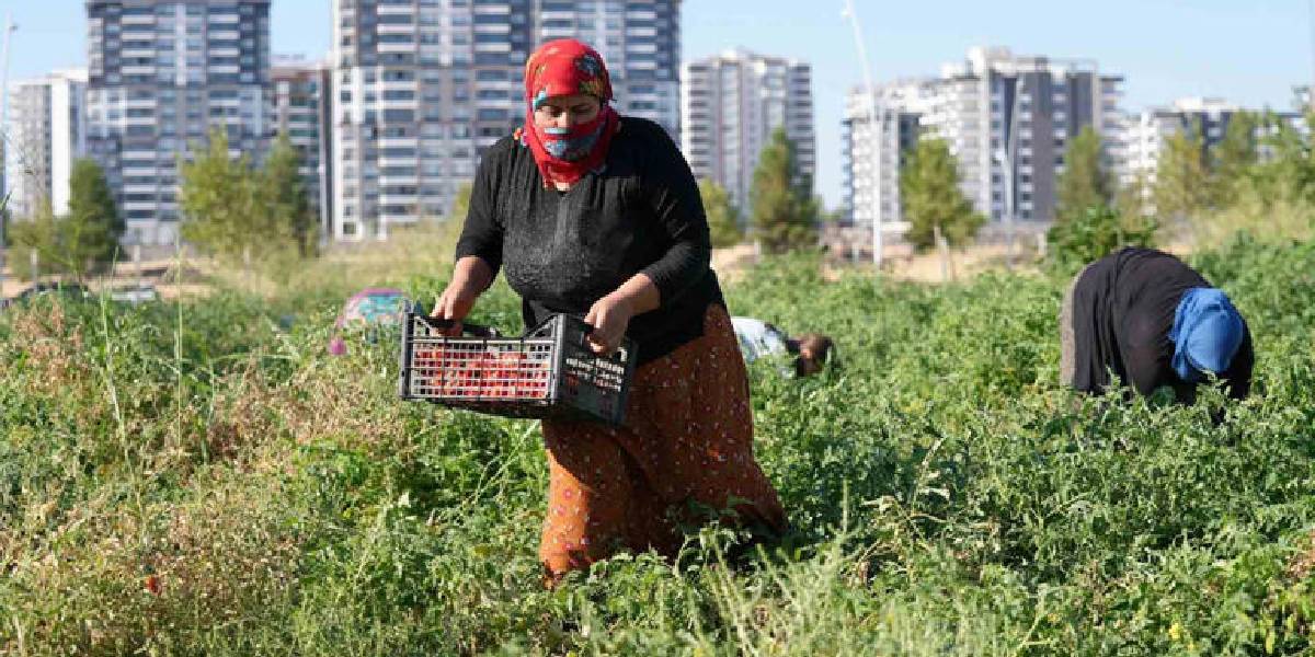 diyarbakirda-yerel-3