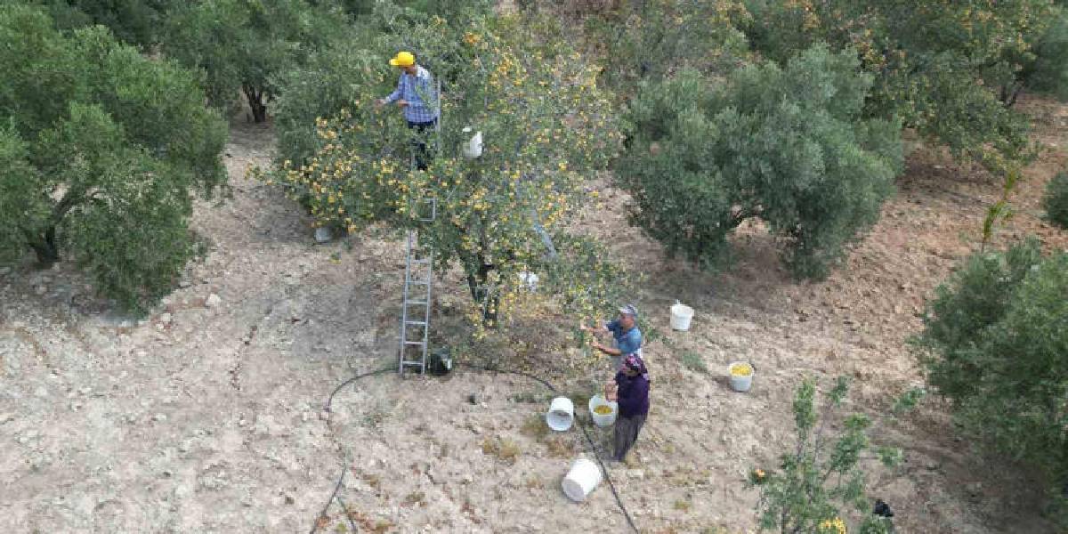 hatayda-alic-hasadi-1