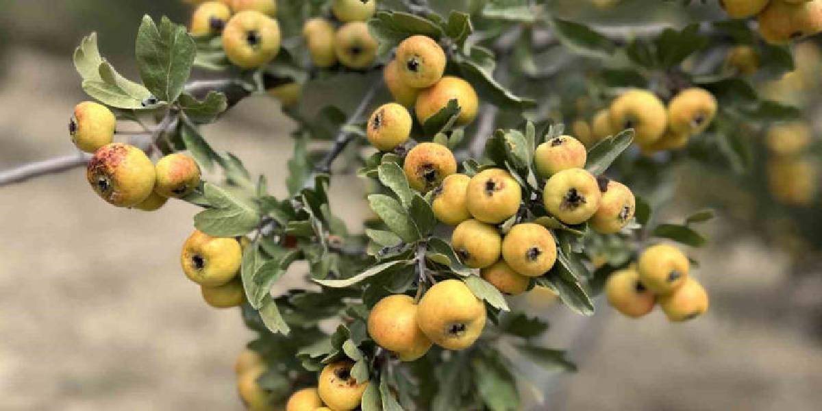 hatayda-alic-hasadi-3