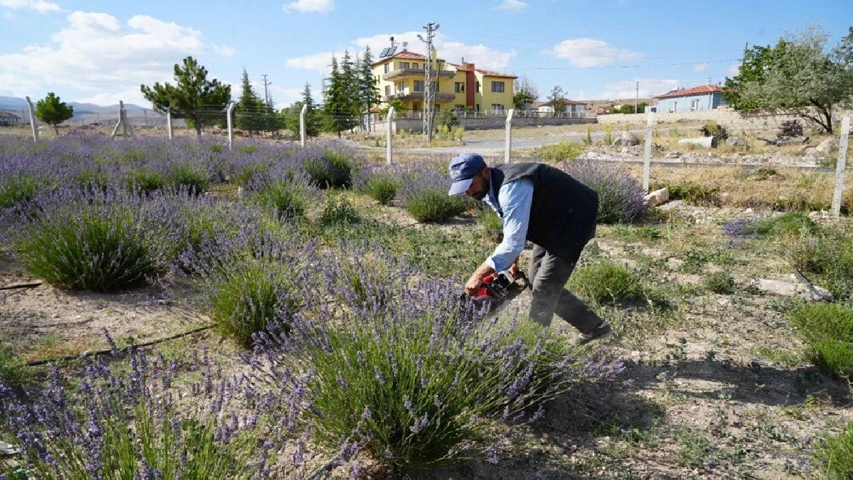 lavanta-cihan-tuna-kapak