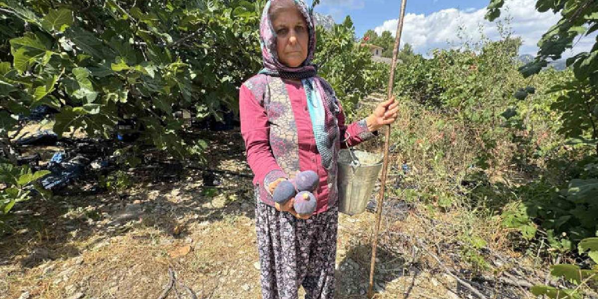 antalyada-siyah-incir-hasadi-1