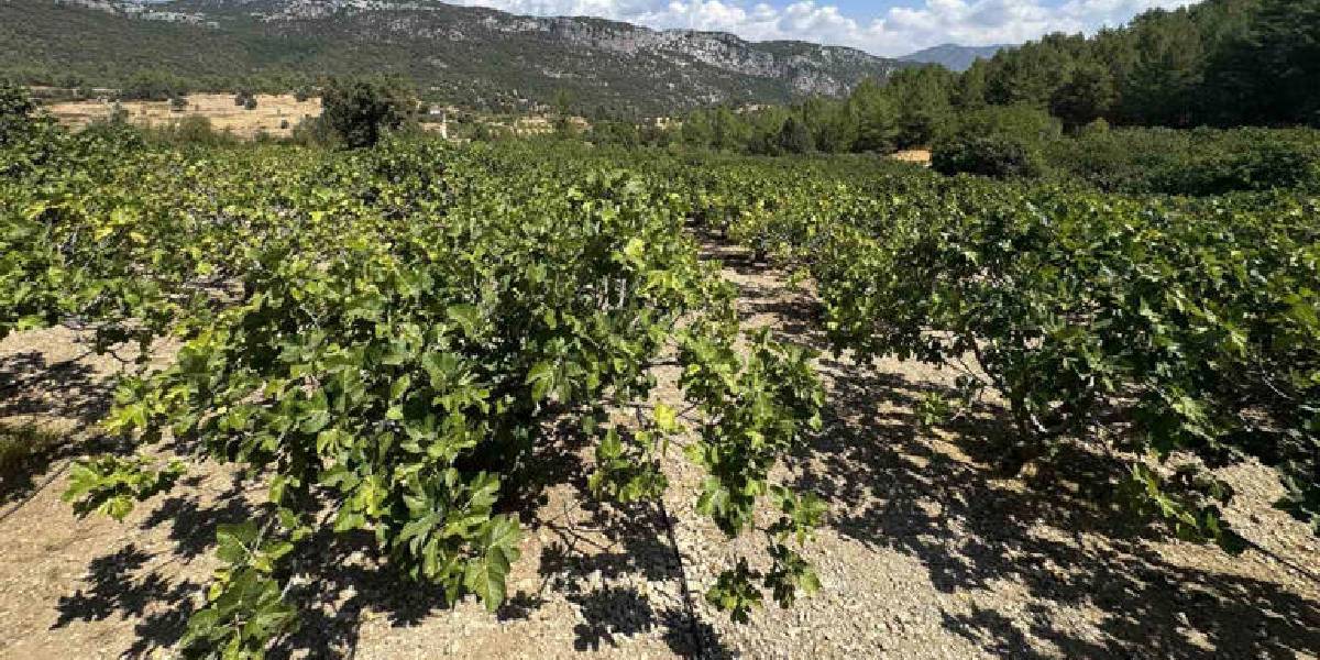 antalyada-siyah-incir-hasadi-2