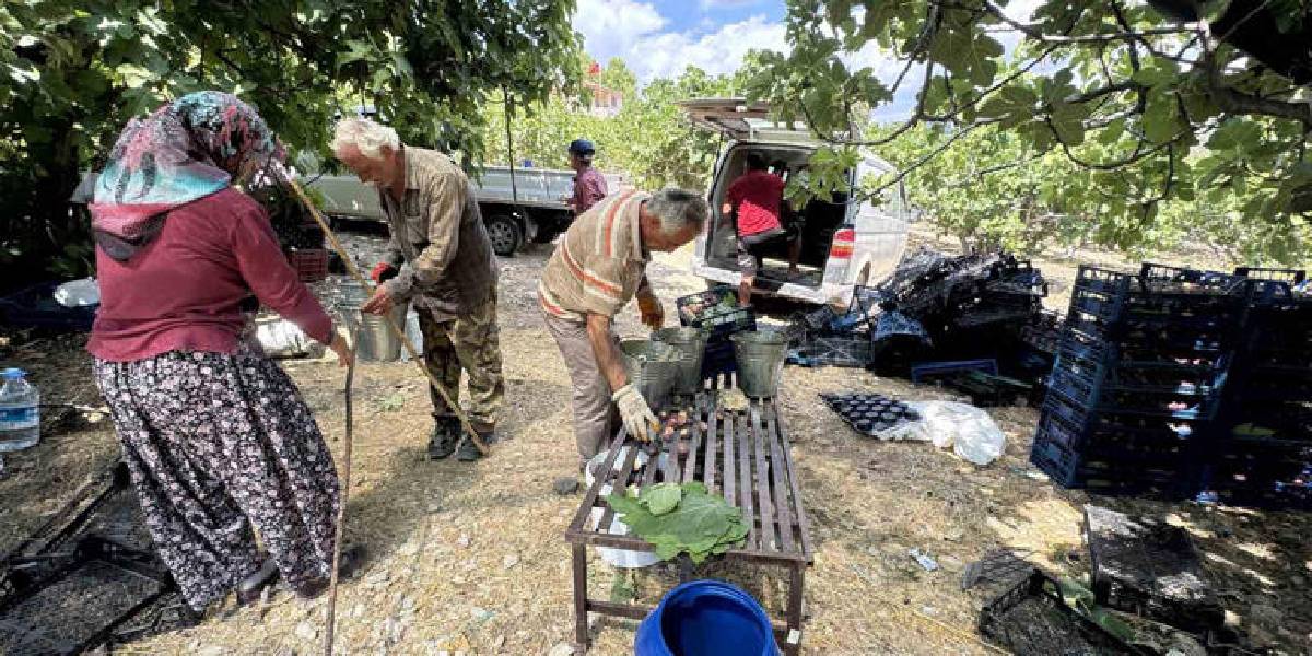 antalyada-siyah-incir-hasadi-3