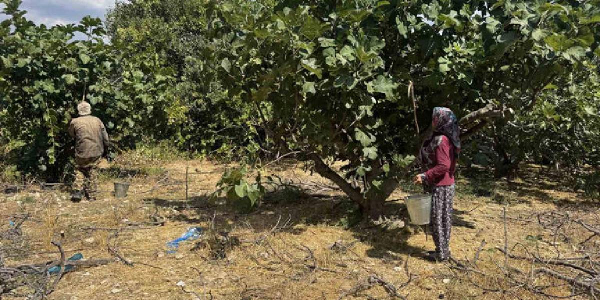 antalyada-siyah-incir-hasadi-4