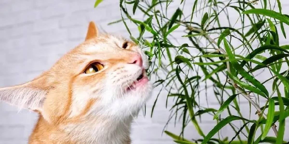 kediler-icin-zararli-ev-bitkileri-1