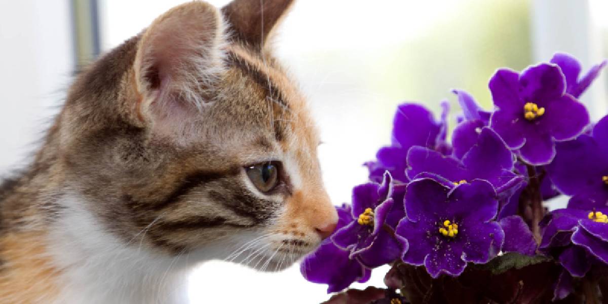 kediler-icin-zararli-ev-bitkileri-2