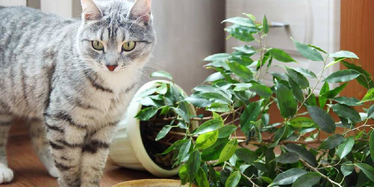 kediler-icin-zararli-ev-bitkileri-3