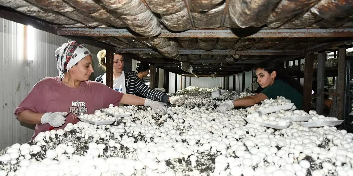 mehmet-emin-kultur-mantari