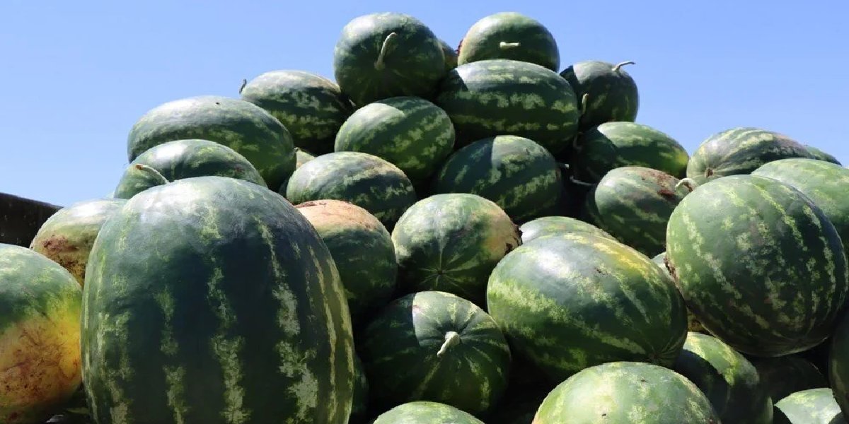 yaylak-karpuzu-kapak