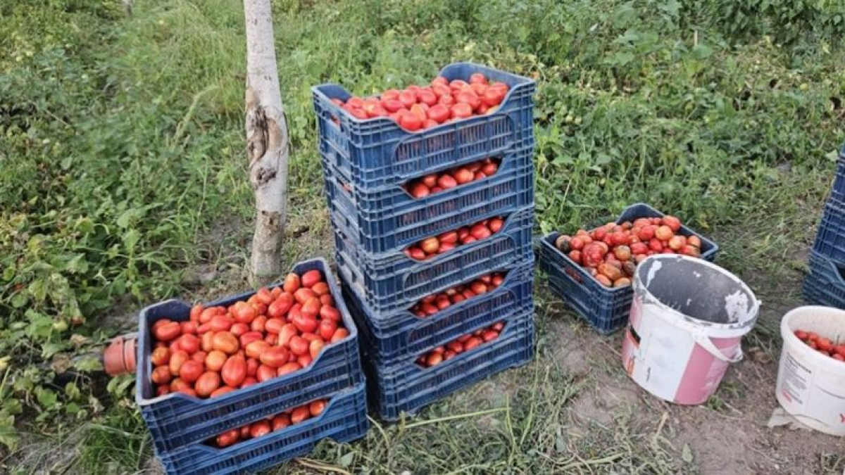 resim-2025-09-12-130652885